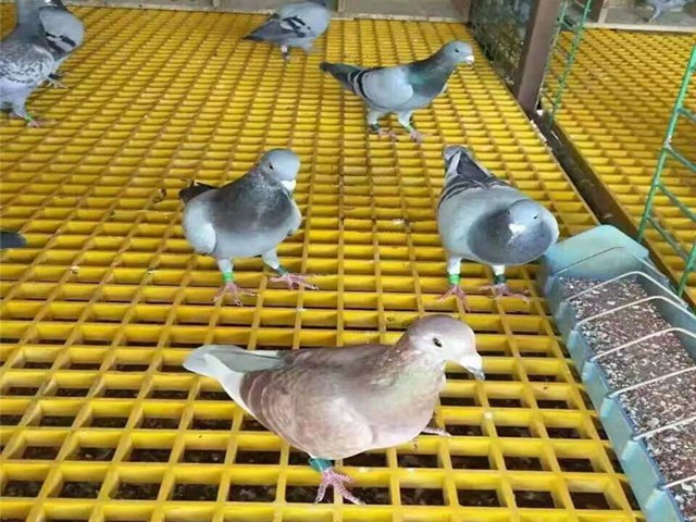 养殖厂污水处理格栅