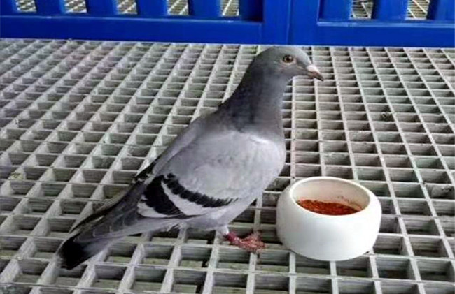 鸽舍漏粪板.jpg
