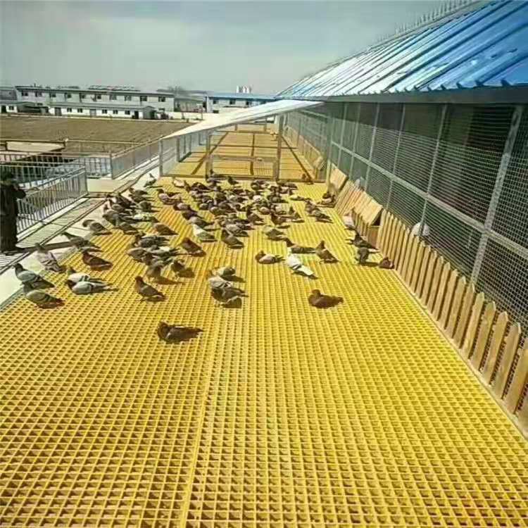 养殖鸽舍 养殖厂地网4.jpg