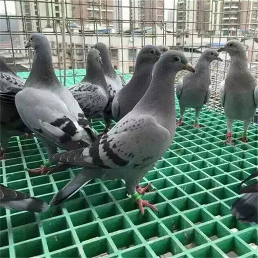 辽宁厂家玻璃钢格栅@树篦子格栅 平台走道特点防腐环保耐老化